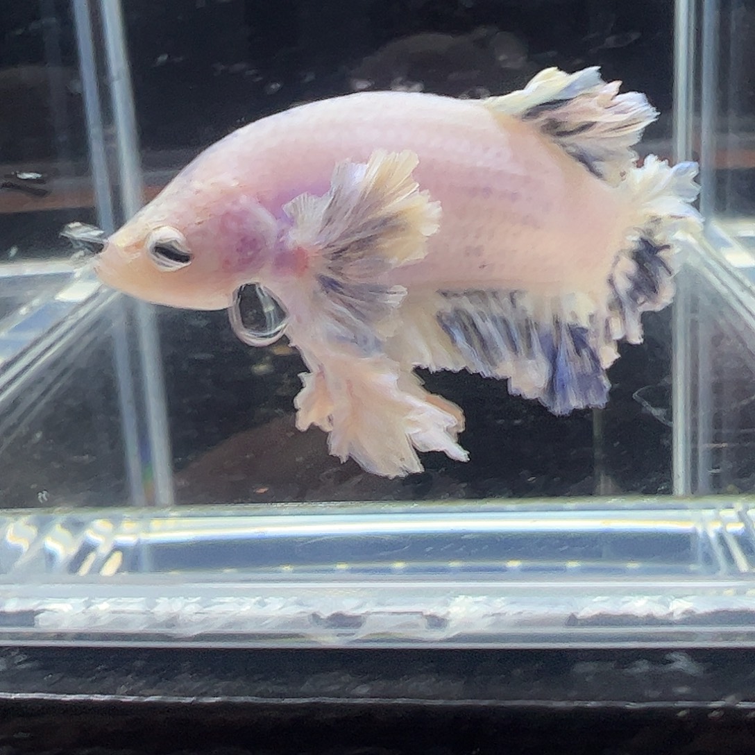 斗鱼编号21直播链接