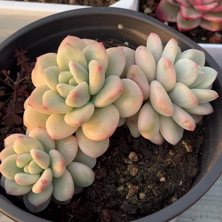 白马锦群生三头一颗价格