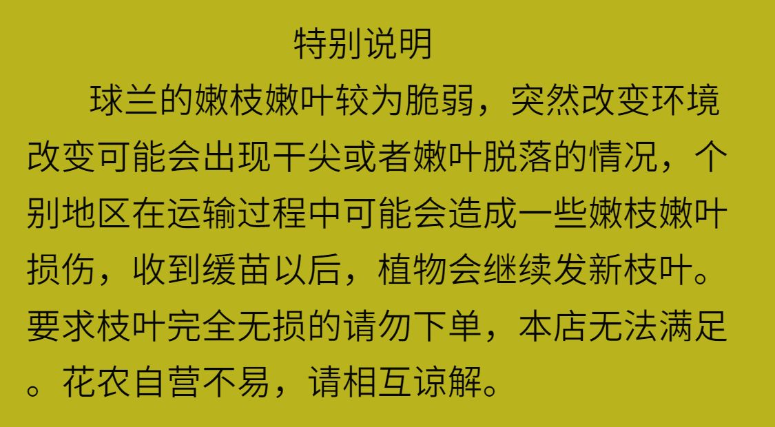 【阿萨米】基地生长四季种植勤开花带香味阳台办公室可选垂吊爬藤