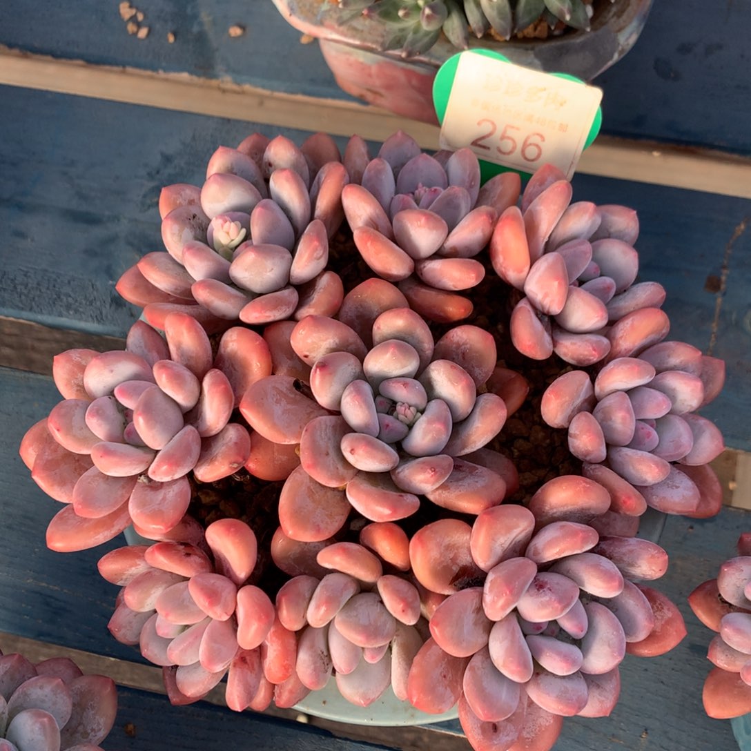 韩版香水老桩平头捧花256