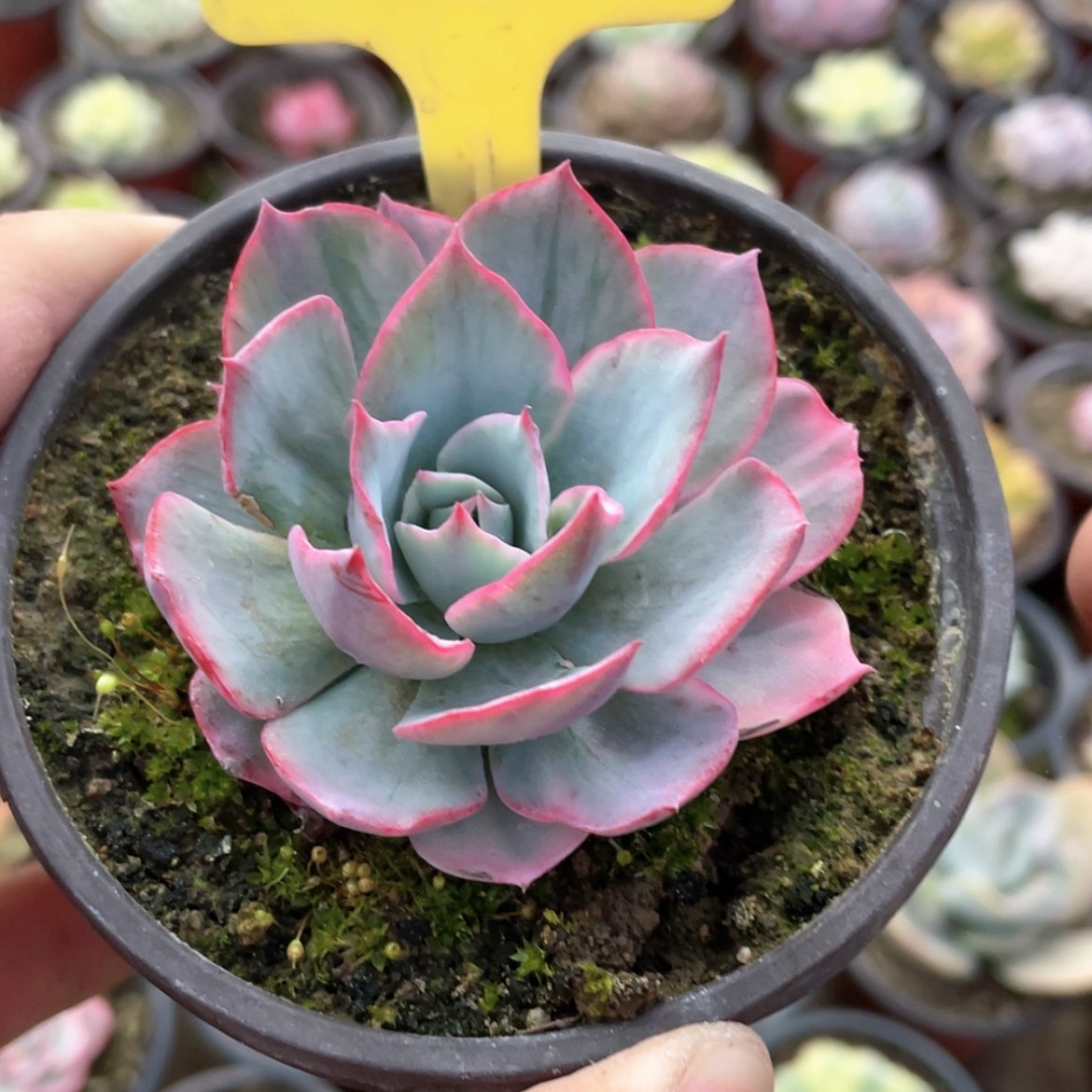 【闪购商品】幸****？889号