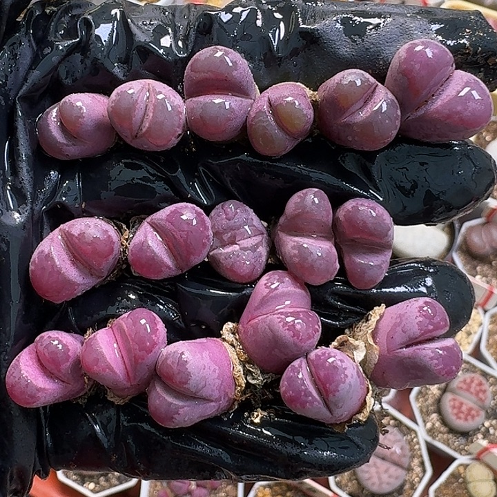 生石花111111。   260
