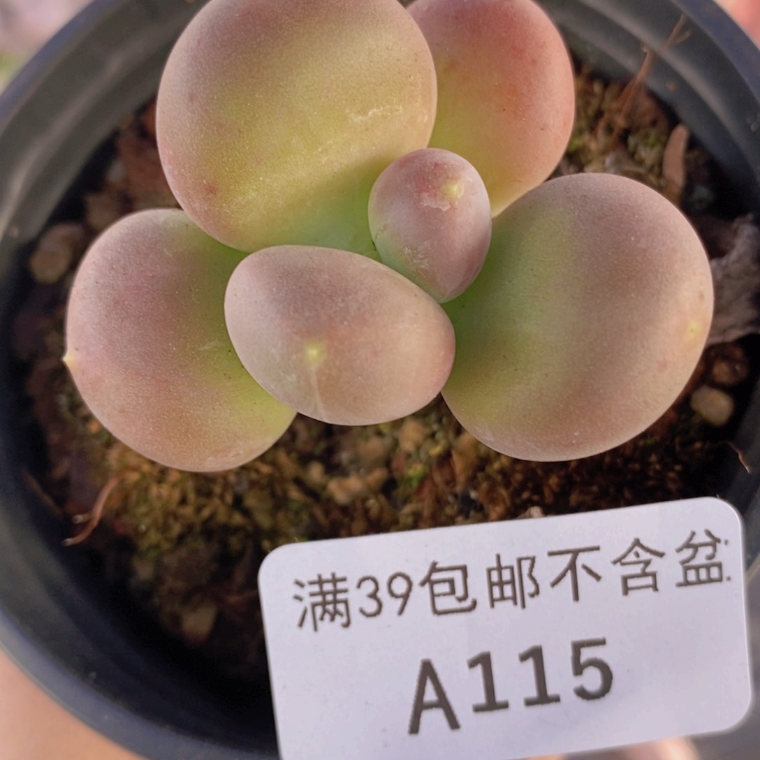 芒果奶单头115多肉植物