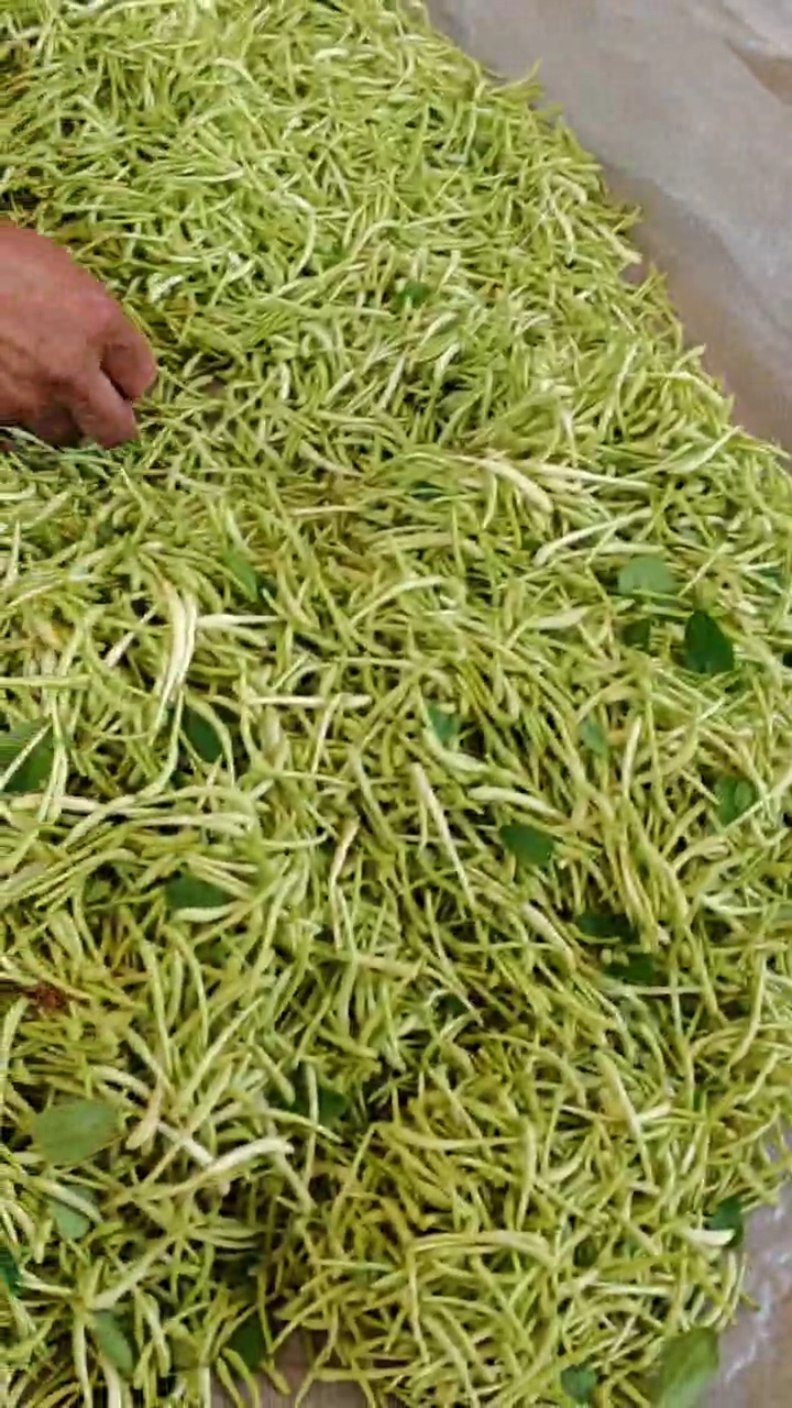 农家自产鲜金银花新鲜刚采摘的金银花