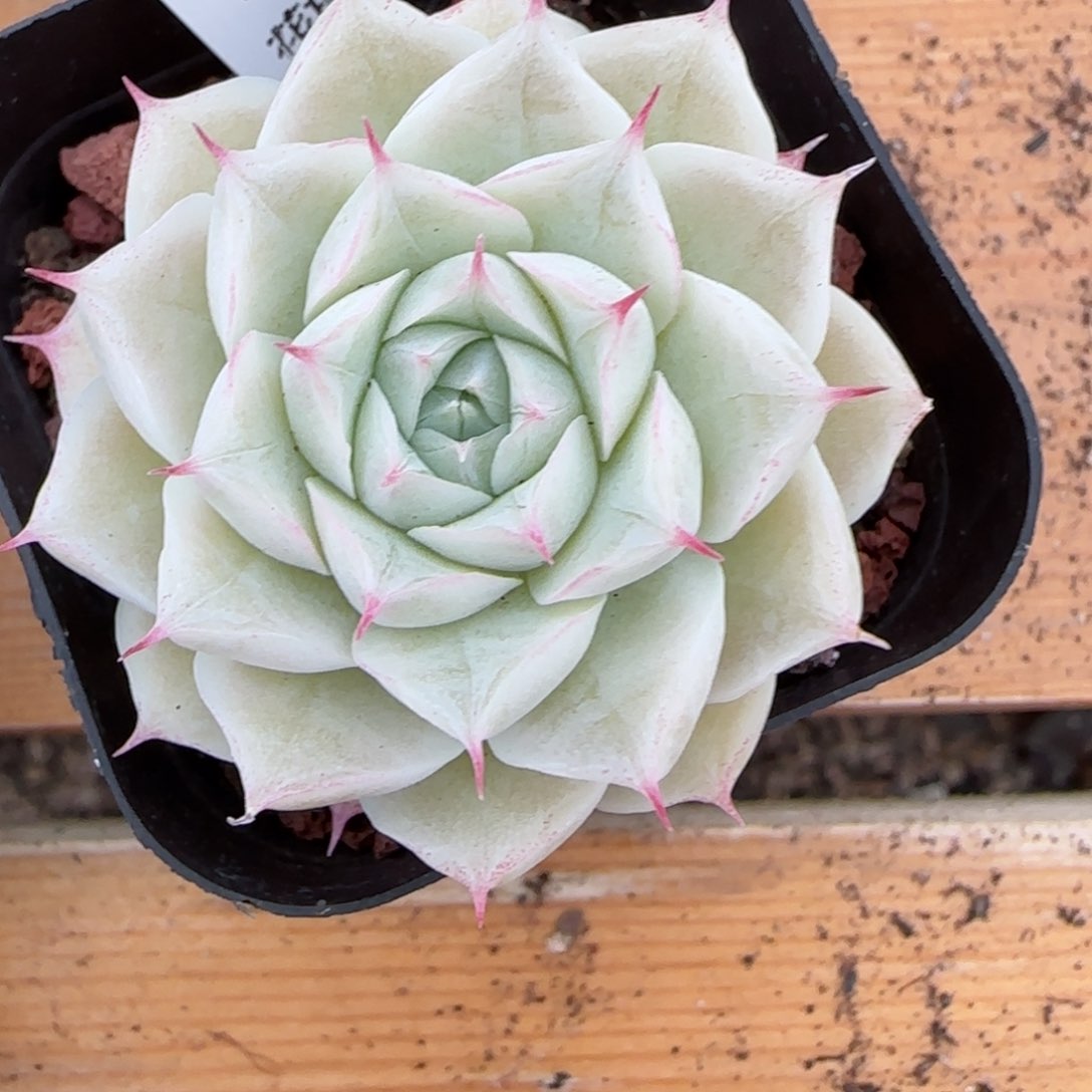 肉****●花语逸镜0126-94