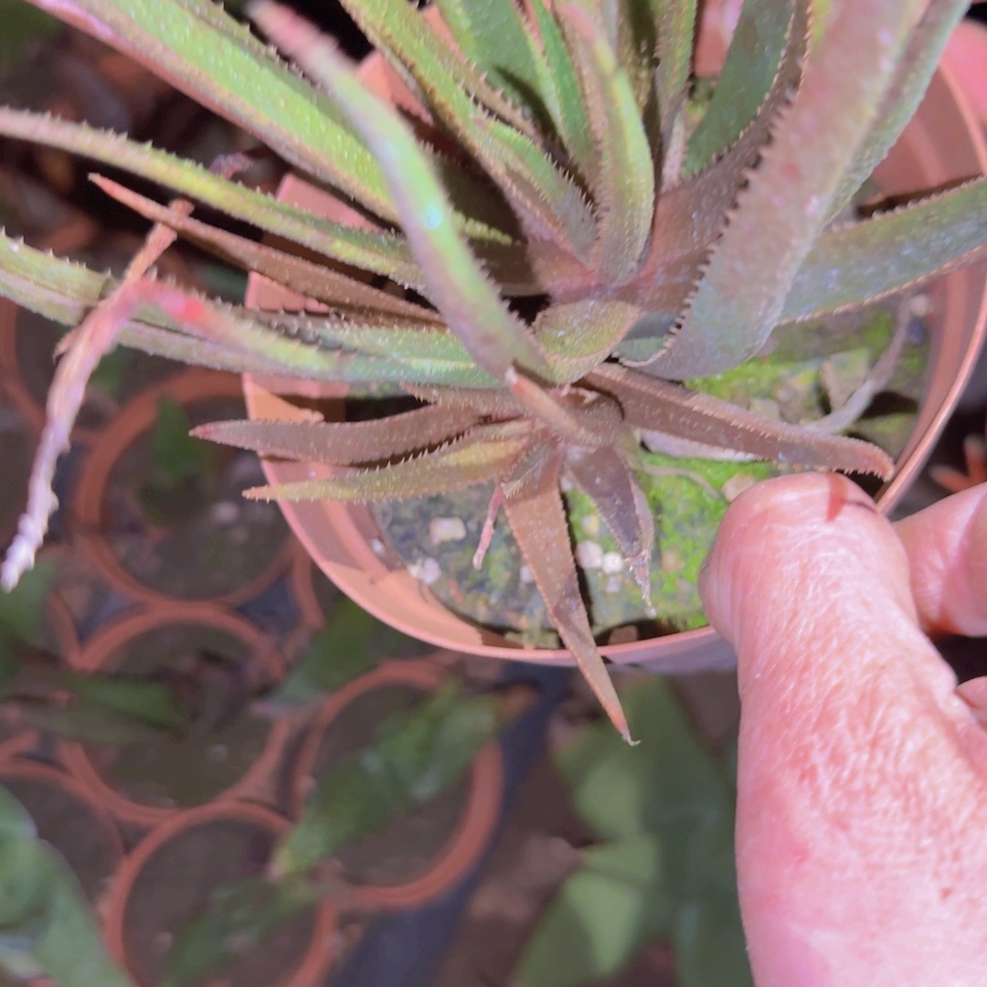 怀***猫块根植物块根植物