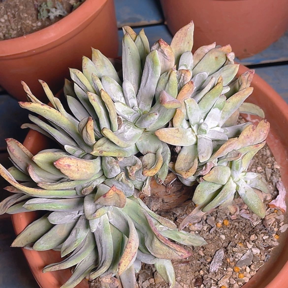 【闪购商品】拇指拇指