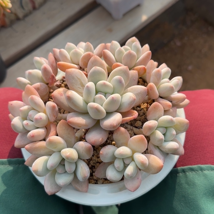 5年以上香水老桩多肉五十包邮