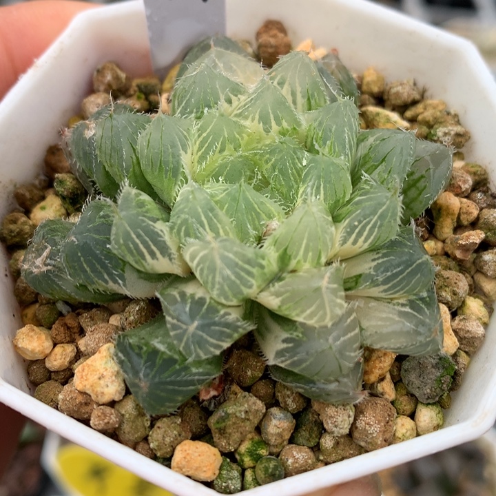 冰魄玉露锦，带盆一起