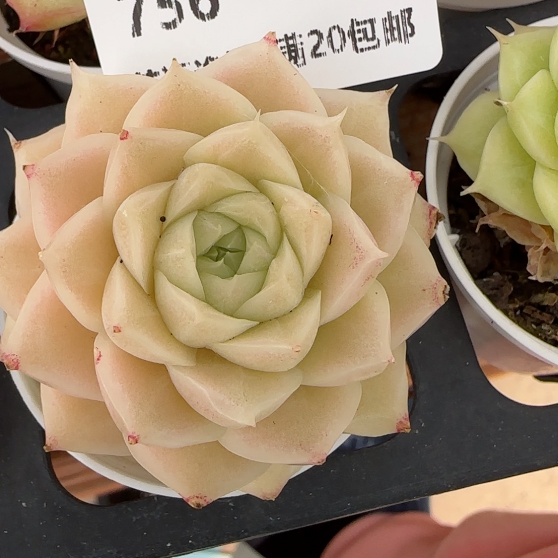 花语逸镜0129-756