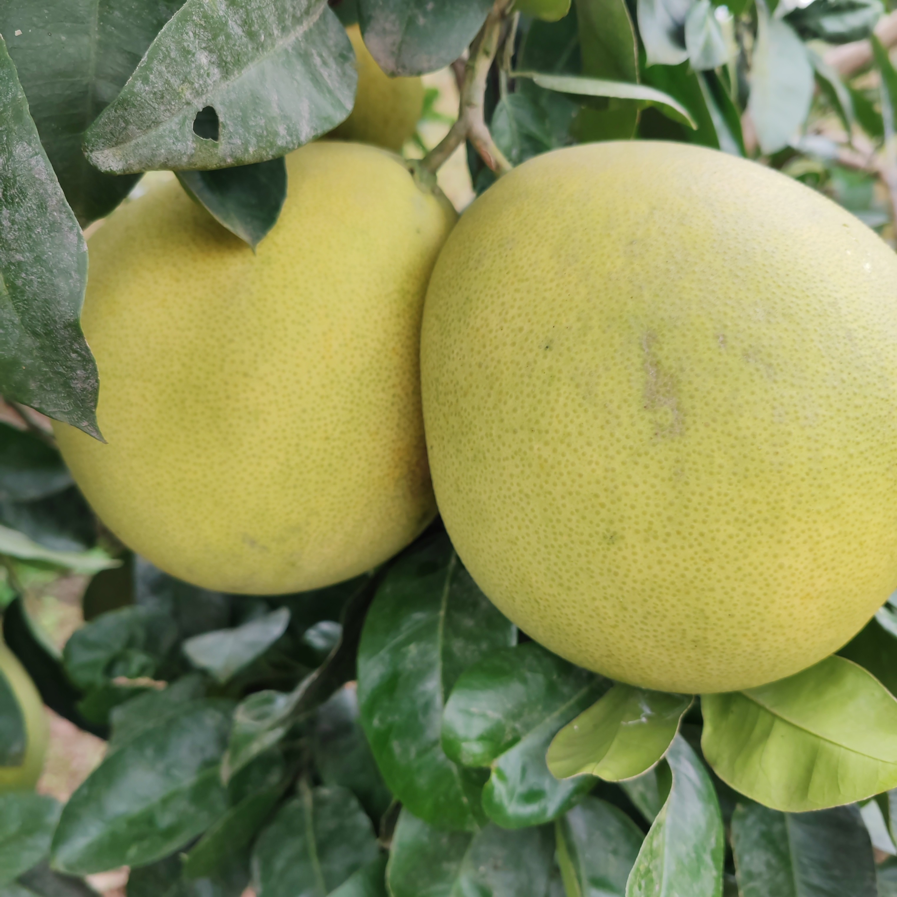 大竹邮政助农杨家红心柚