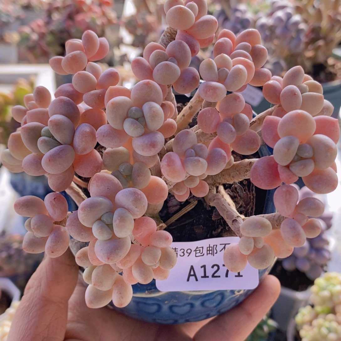 鱼子酱老桩有砍10cm1271多肉植物