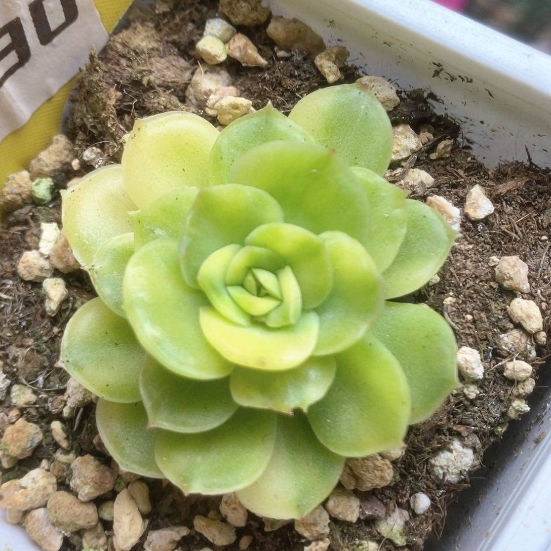 230冰河世纪锦锦锦锦