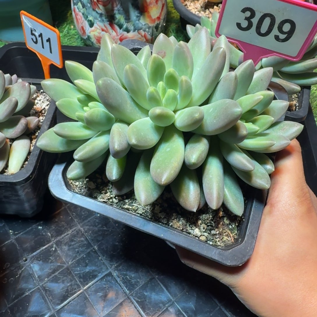 多肉植物橙色奇迹