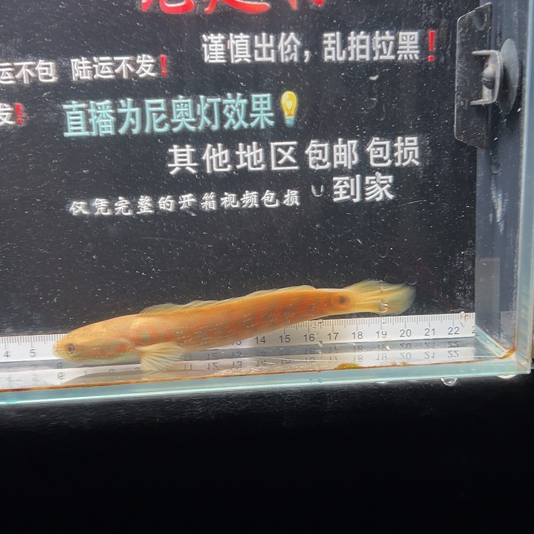 雷龙鱼七星雷龙鱼七星雷龙鱼