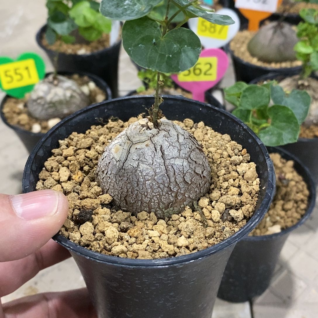 南非龟甲龙龟甲龙