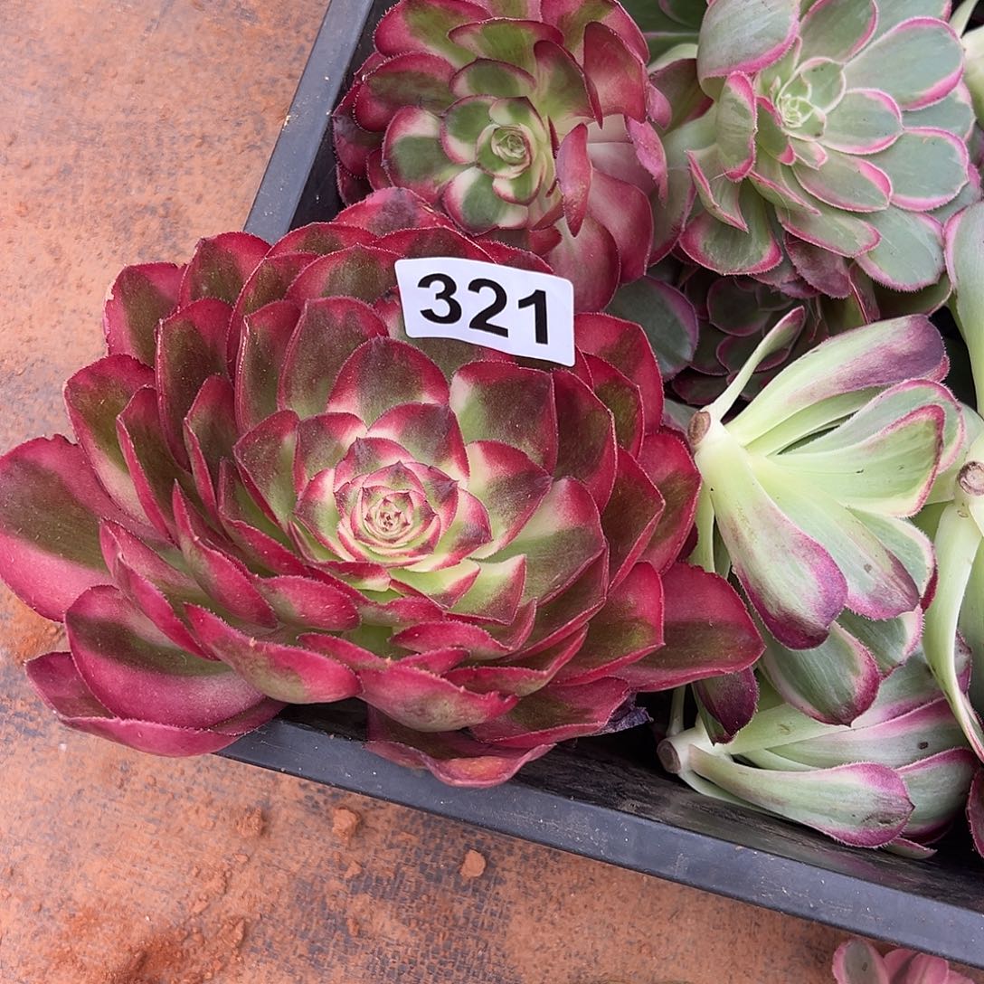 佳***恩精品多肉植物321鸿运