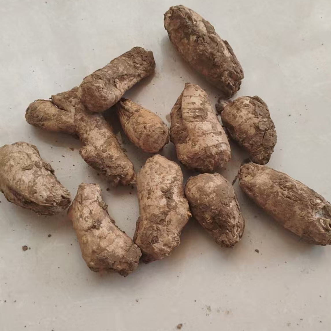 山东2年姜母用大黄豆土杂肥培育的大黄姜口感好作品为证假一赔十