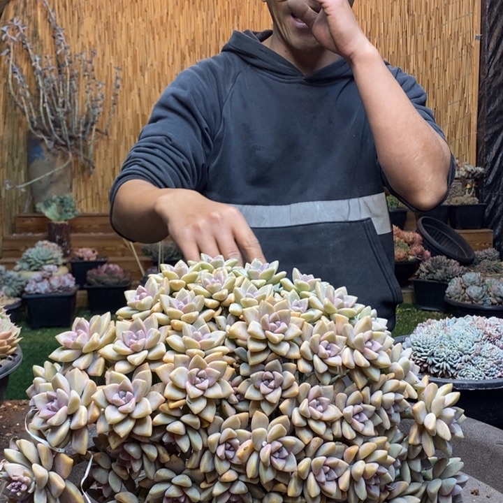 遇***园364号淡雪多肉植物