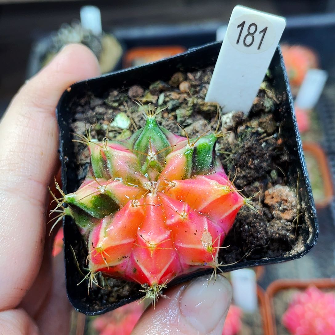 非偏远地区满25包邮仙人球