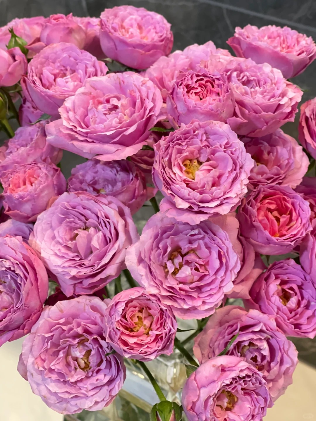 【源头优选】稀有多头玫瑰-任意2单包邮 发货后不支持退款