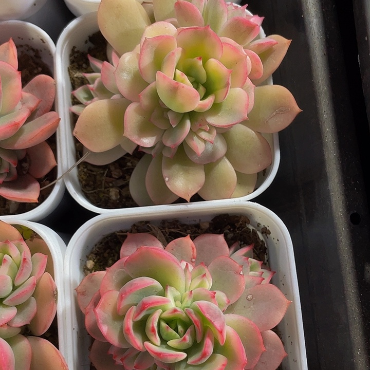 黛伦锦群9.9带盆