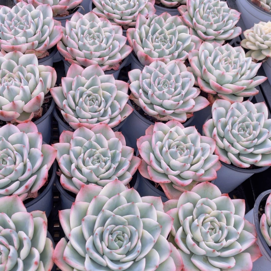 165号 奶油黄桃锦大单头母本一个