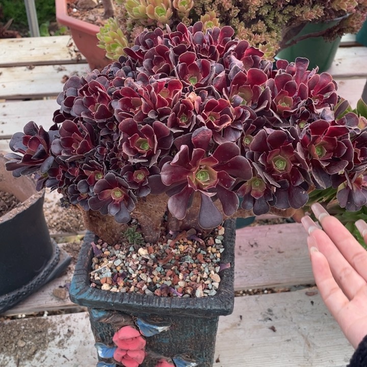 多肉带伤跑到外面看电影吃宵夜不开心