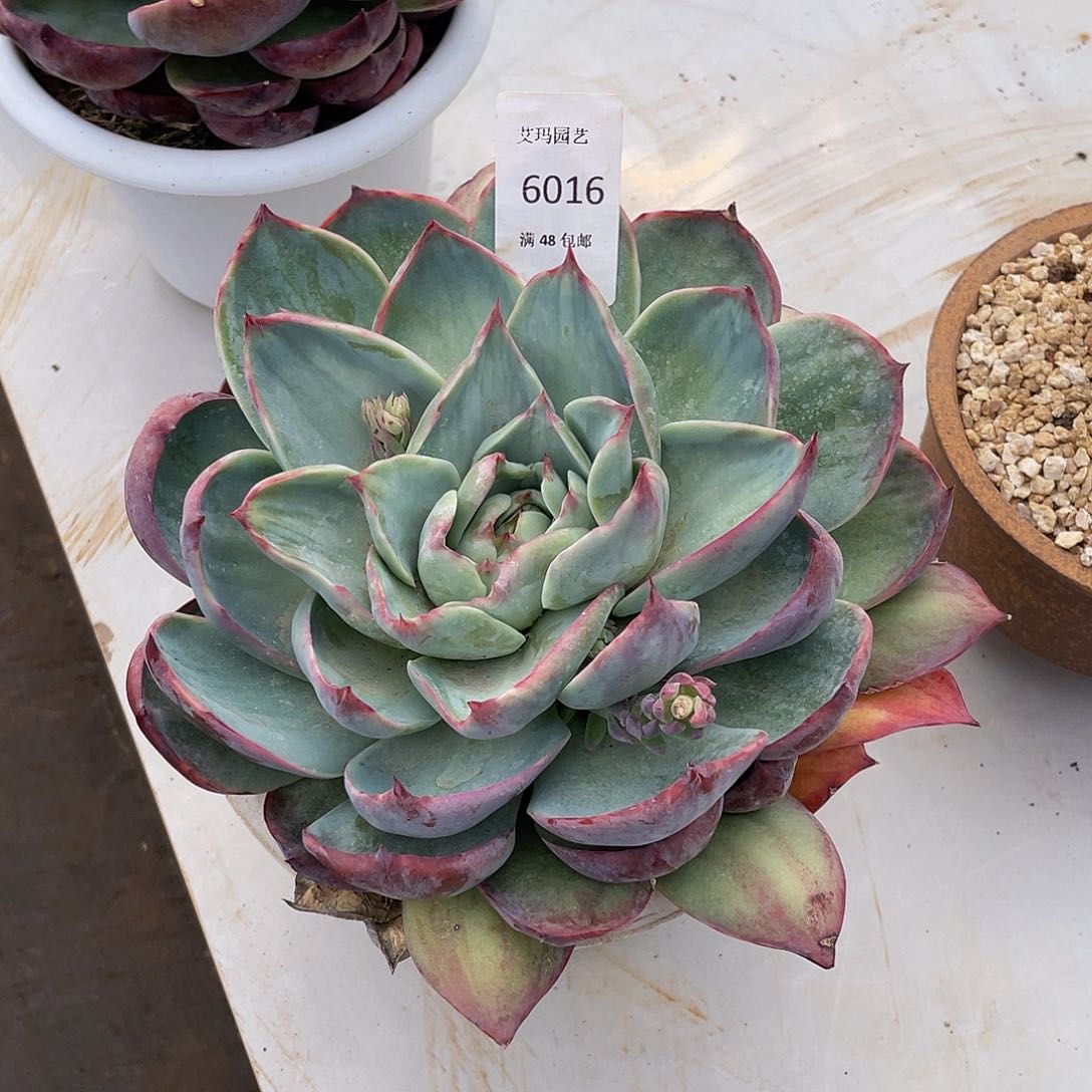 016惊鸿多肉多肉