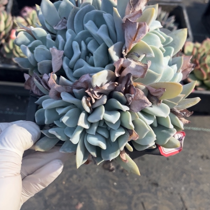 冰****雪特一颗小群生14盆