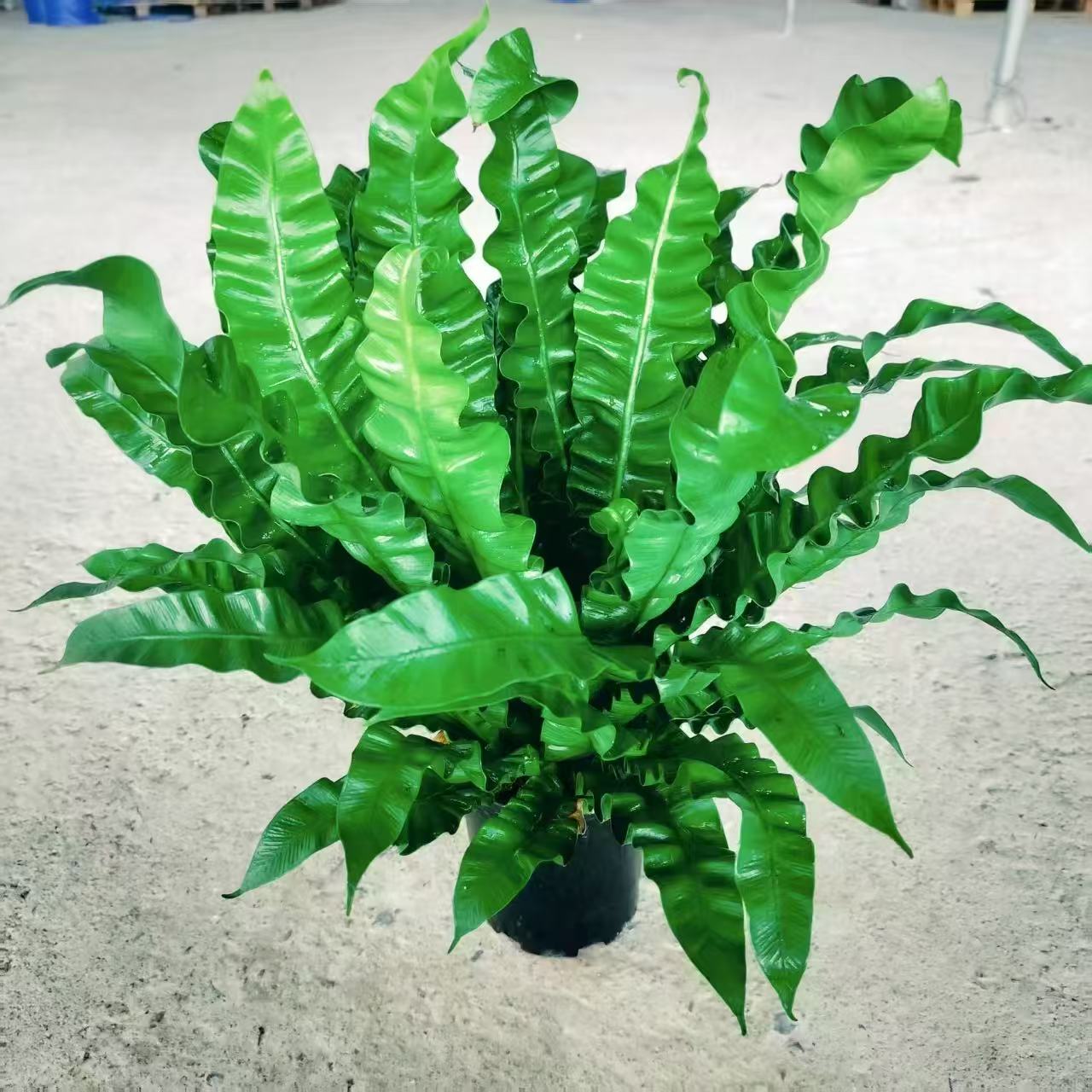 火焰鸟巢厥盆栽净化空气蕨类植物山苏花王冠蕨耐阴办公室内绿植