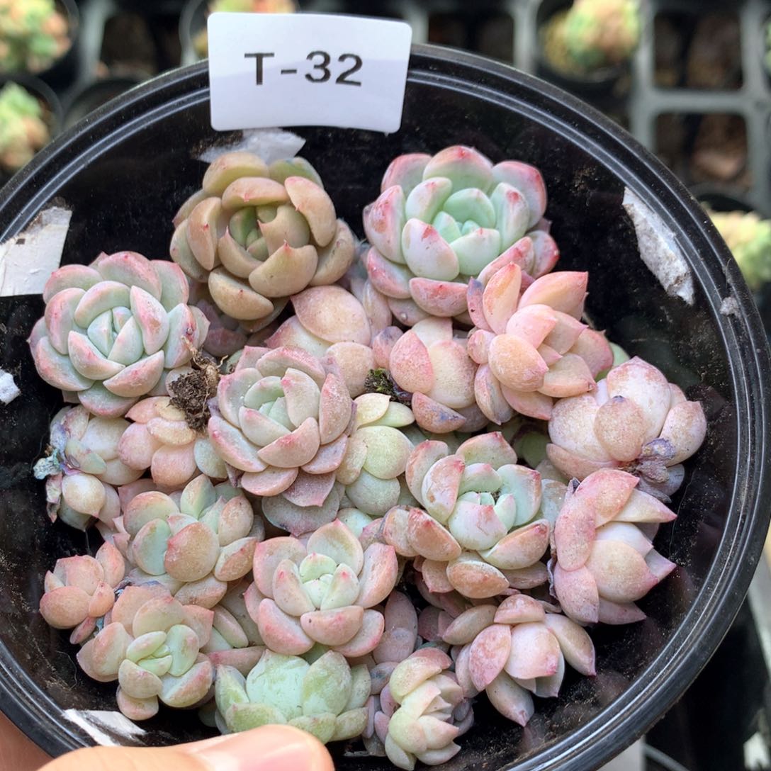 T32 珍妮糖心巫拉拉混合组合