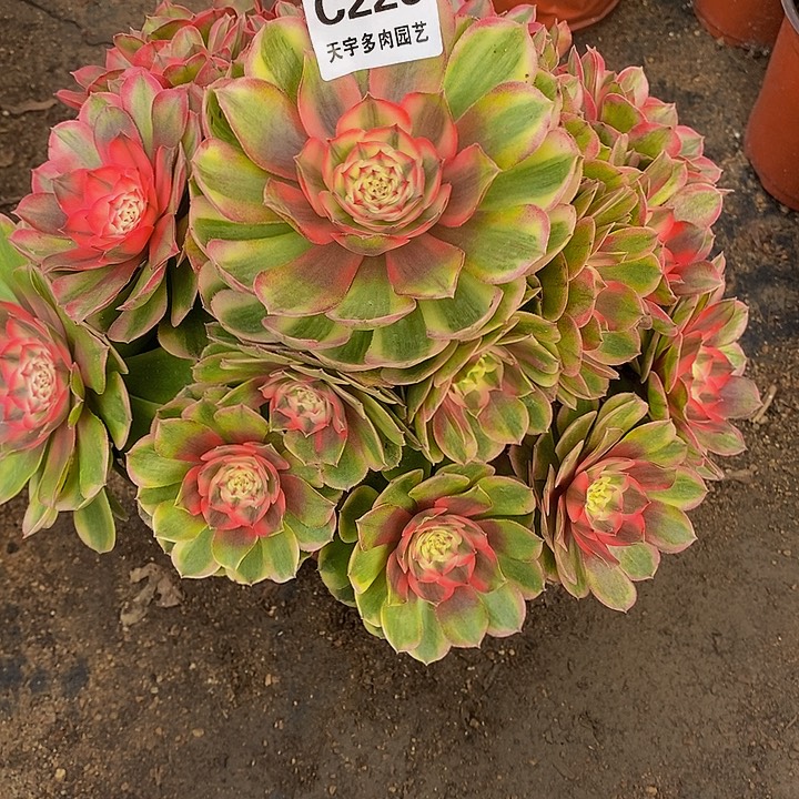 多肉植物荔枝226多肉