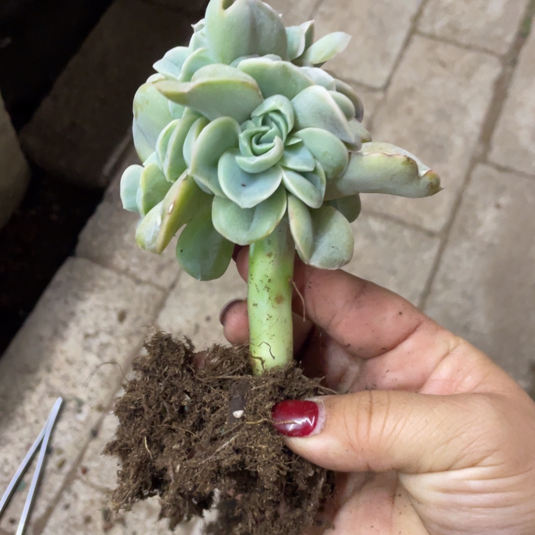 可爱玫瑰棒棒糖杆枝被镊子扎了一下