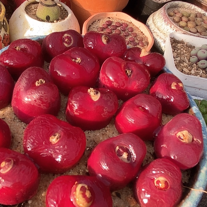 韩版蟠桃一颗   买2送1