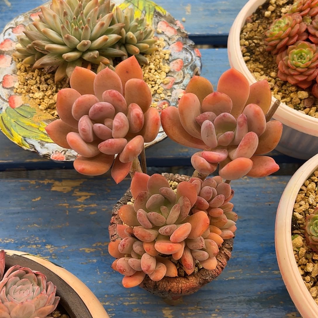 小灰姑娘1号好看呀