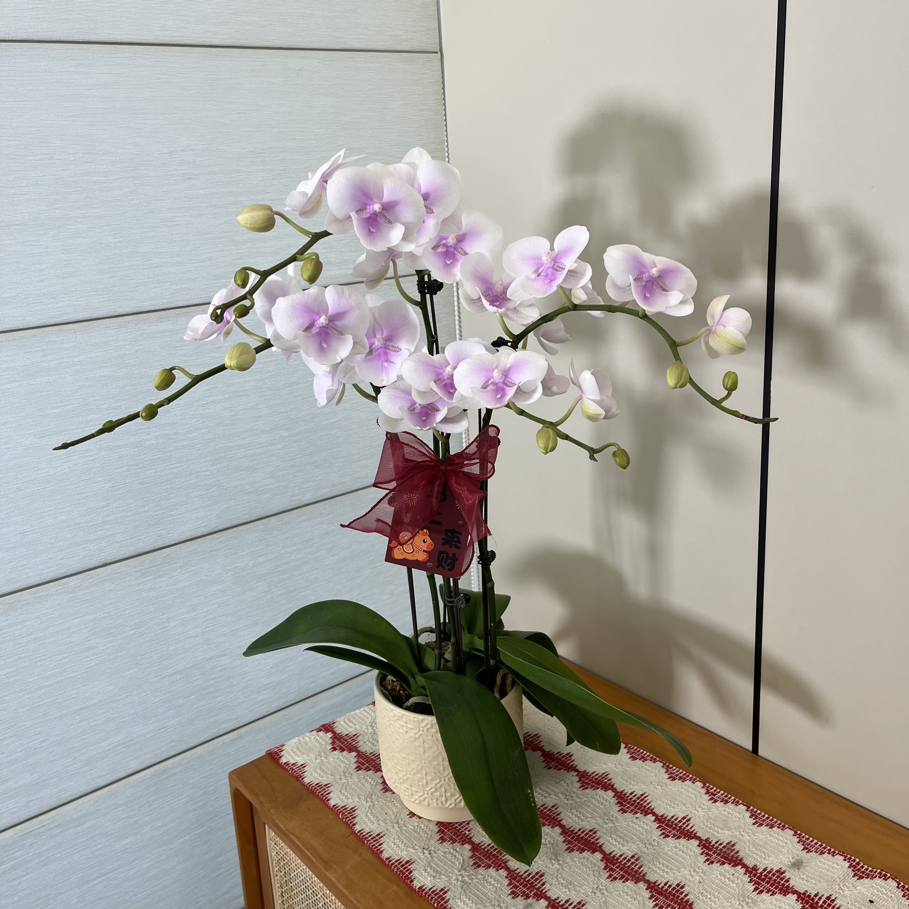 【德州姑娘】粉色系长花絮少女心大花  室内懒人高端绿植花卉