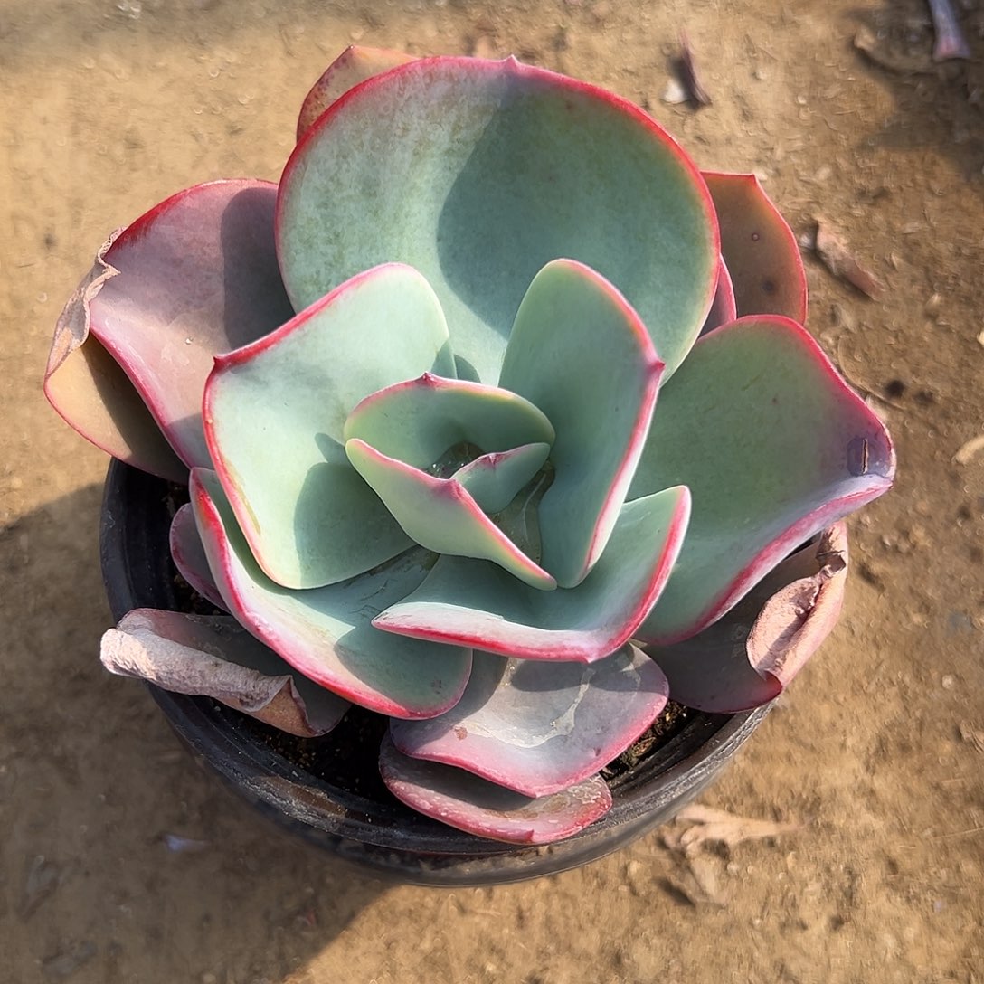 多肉植物布鲁克林蓝