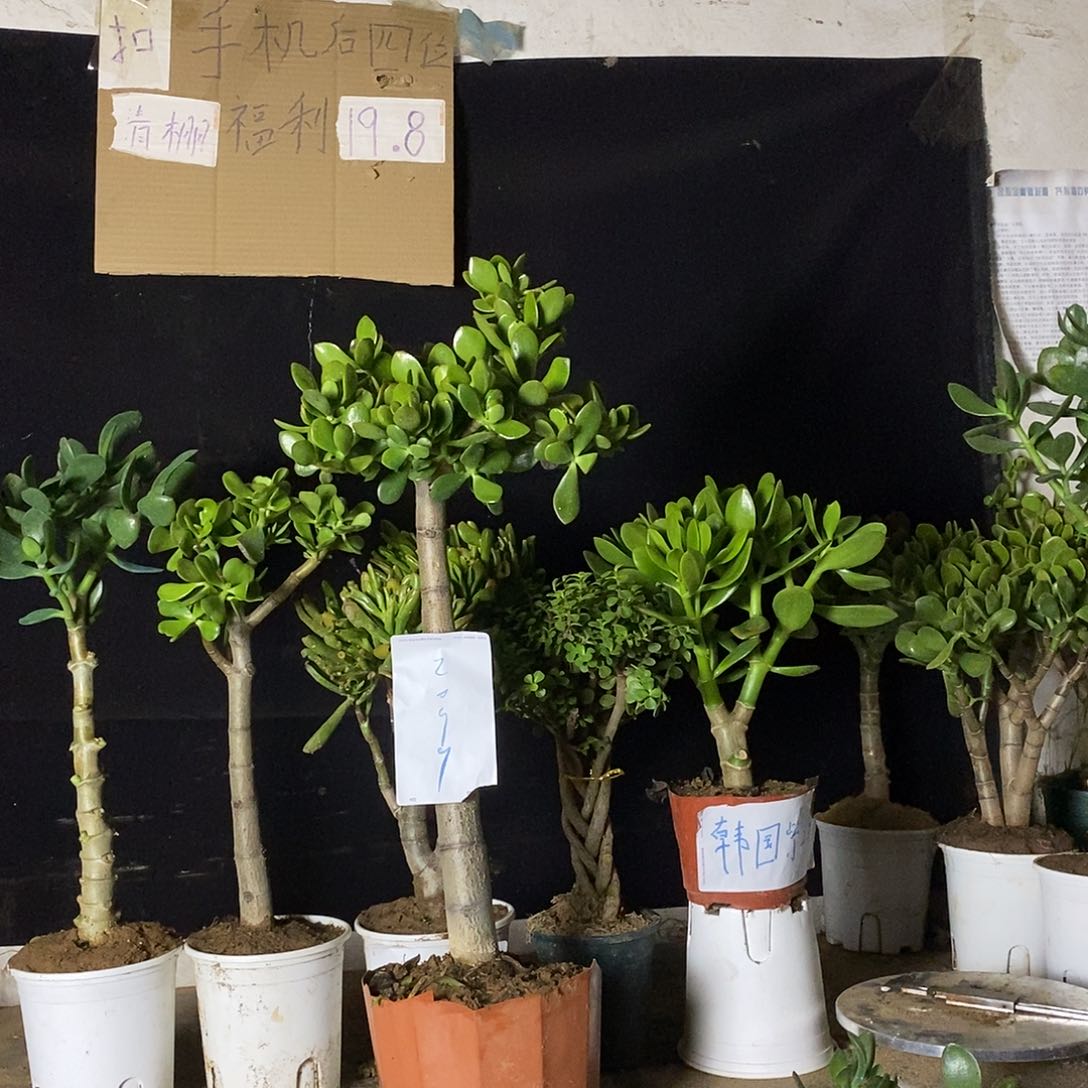 未***：黄金花月一物一拍