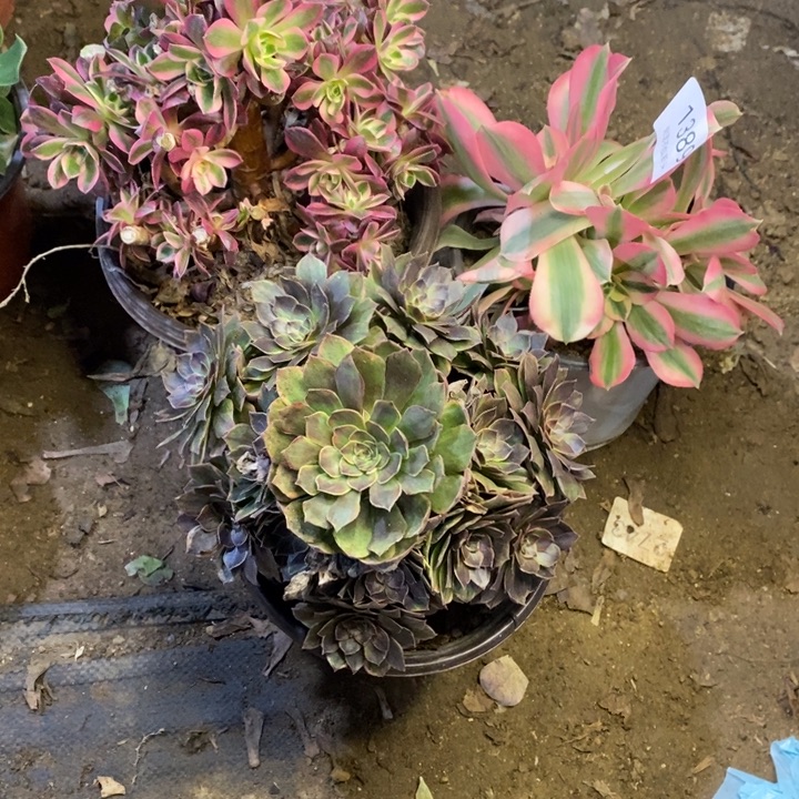 3盆多肉断头不包1389