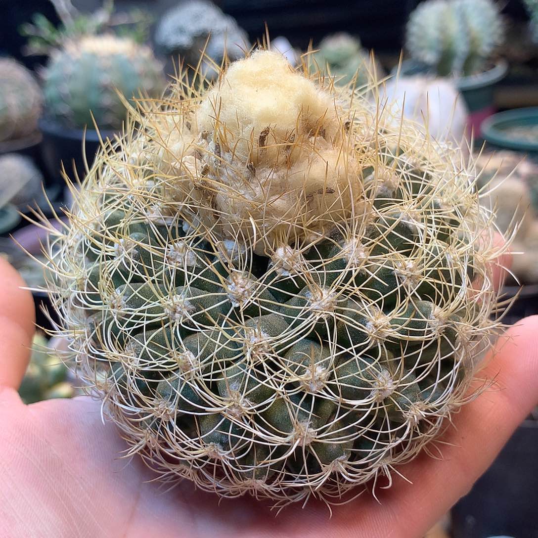 蜘蛛圆盘玉苗接没根             