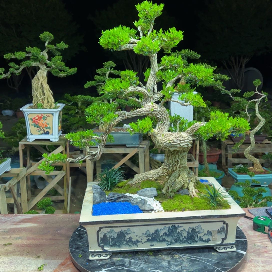 无花朵广东皱皮雀舌黄杨