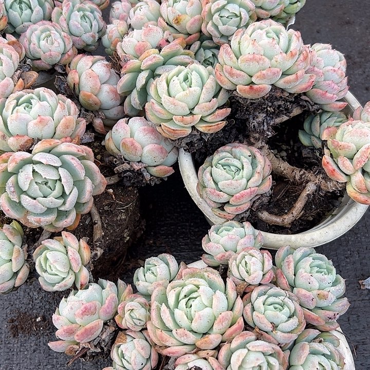 贝瑞5盆。              