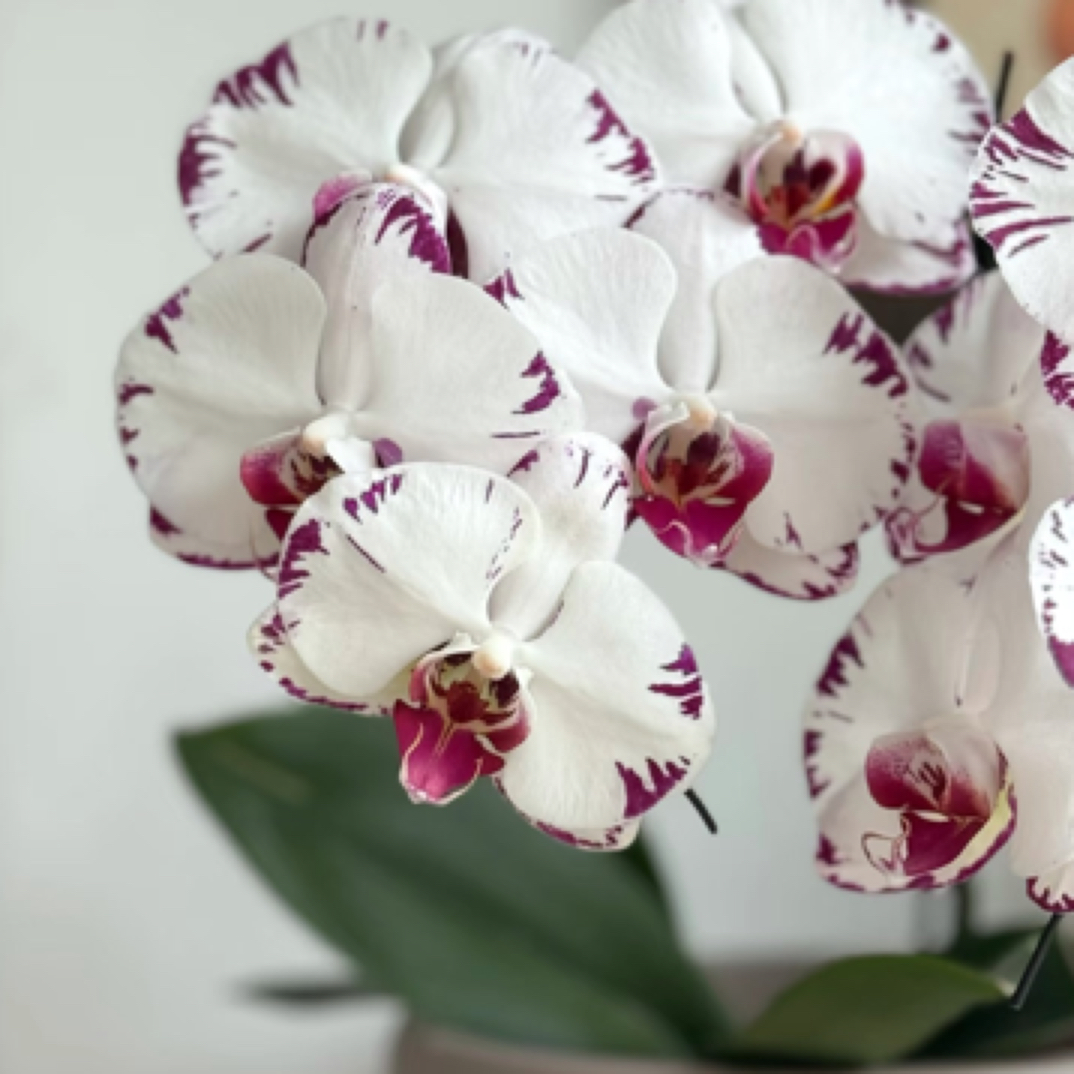 蝴蝶兰【黑闪电】2.8寸杯带花剑，没有开花