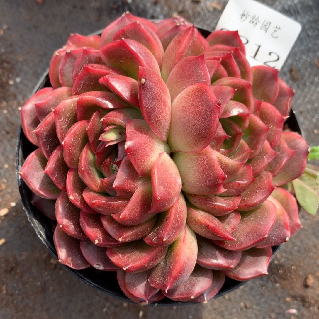 2812杂交精品基地11厘米