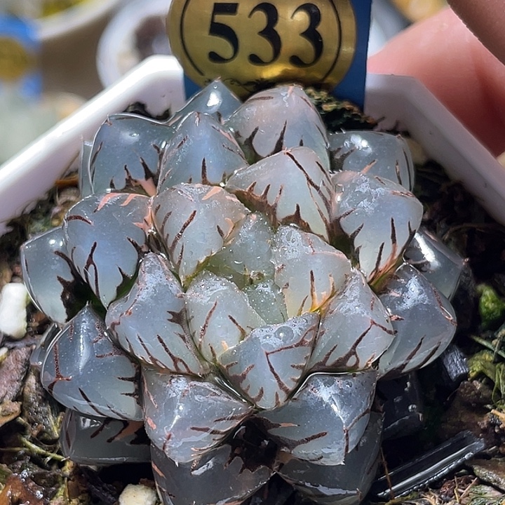 533水中月锦特选福利