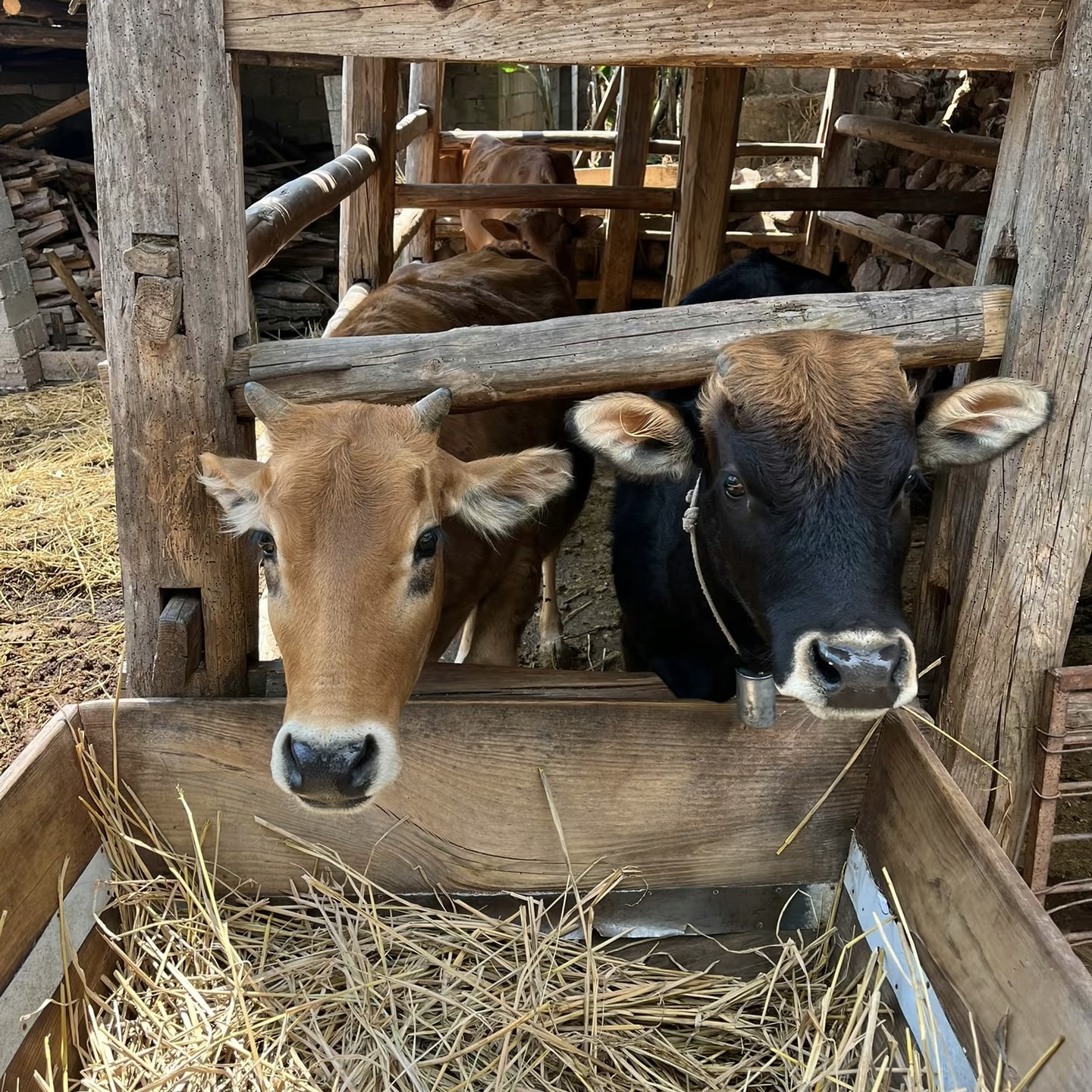 云南土黄牛高山散养新鲜黄牛肉现切黄牛肉农家现宰生鲜土黄牛肉