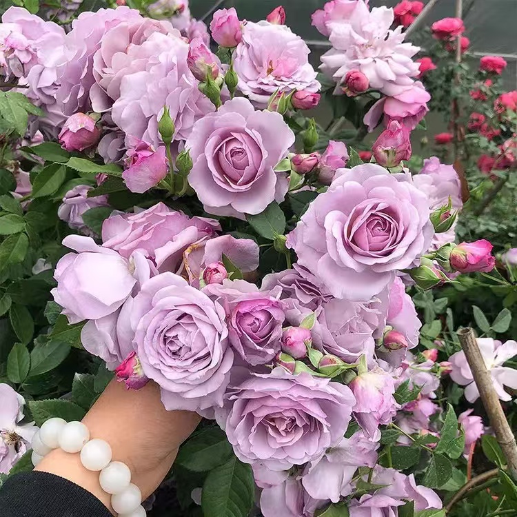 宏哥专属 薰衣草花环多季节开花 