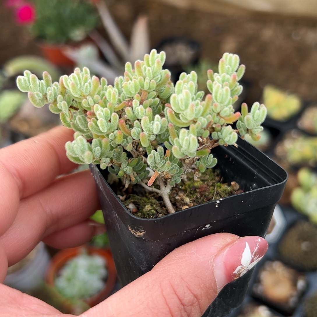 多肉植物冰晶枝干杂