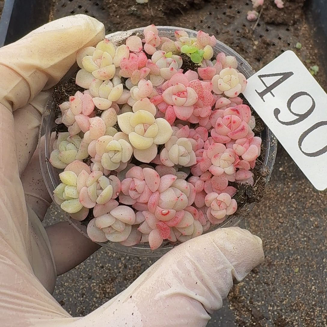 多肉植物多肉植物490